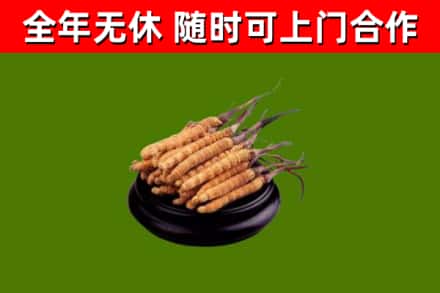 吉利区回收冬虫夏草